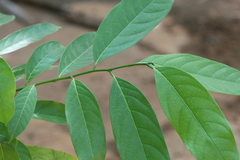 Cyathocalyx zeylanicus